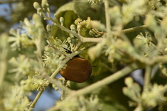 Hologymnetis cinerea
