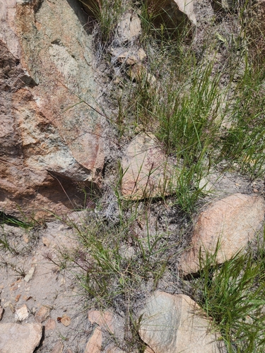 Image of Tufted Lovegrass by (c) GREGORY ANTHONY PAUCA TANCO, some rights reserved (CC BY)