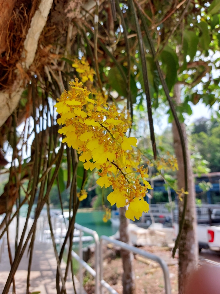 Trichocentrum lacerum