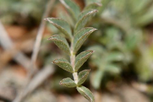 Image of Astragalus zionis by (c) Darrin Gobble, some rights reserved (CC BY)