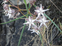 Asclepias stellifera