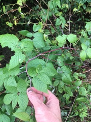 Rubus canadensis