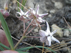 Asclepias stellifera