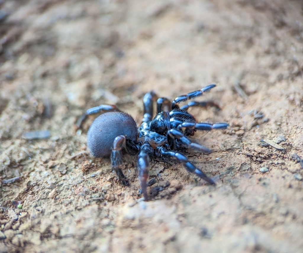 Actinopus candango