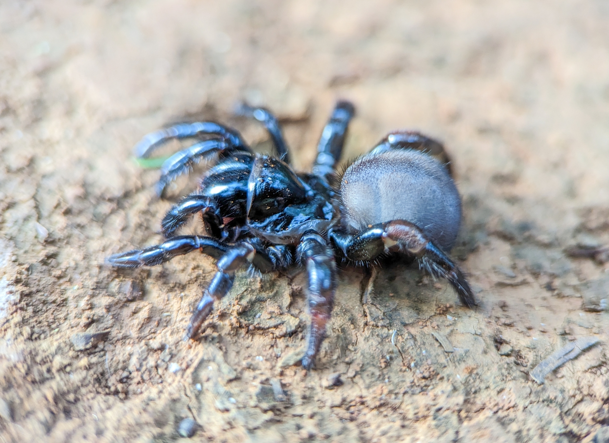 Actinopus candango Miglio, Pérez-Miles & Bonaldo, 2020