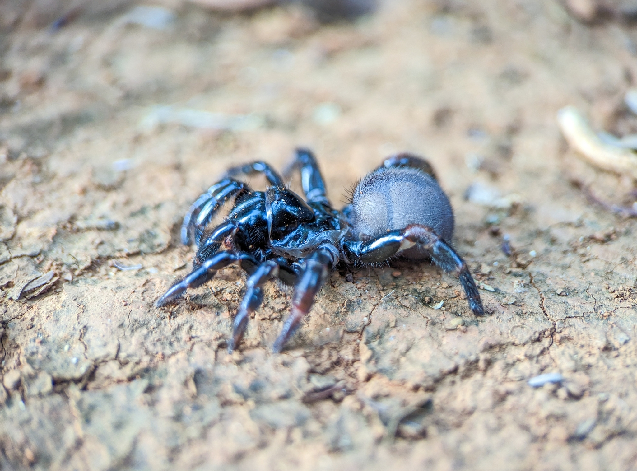 Actinopus candango Miglio, Pérez-Miles & Bonaldo, 2020