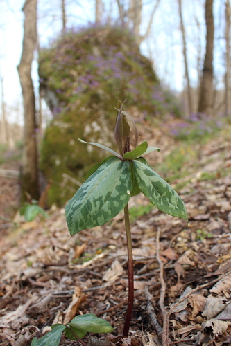 Trillium cuneatum