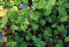 Ceratostigma plumbaginoides