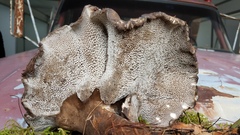 Jahnoporus
