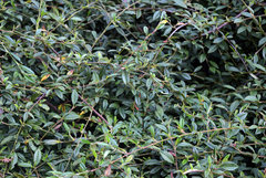 Cotoneaster salicifolius