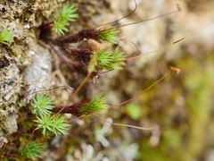 Polytrichadelphus magellanicus