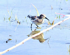 Calidris fuscicollis