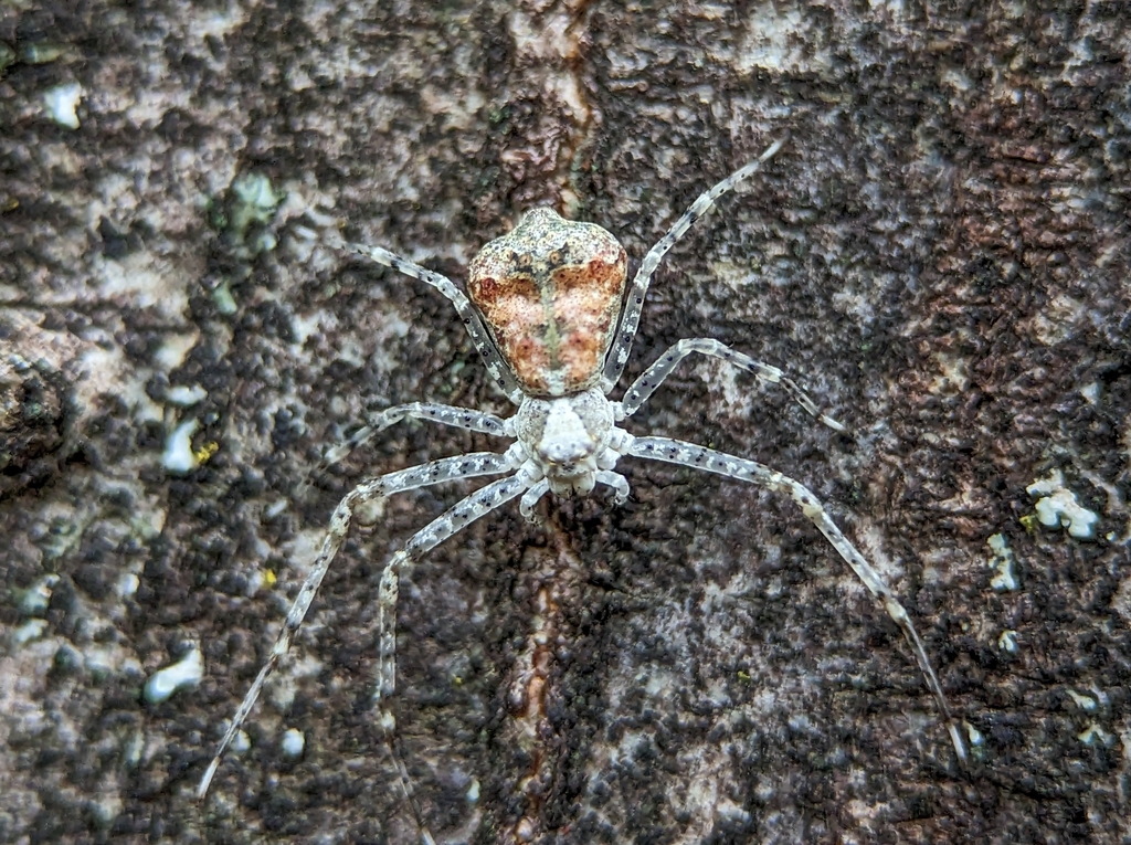 Metadiaea fidelis