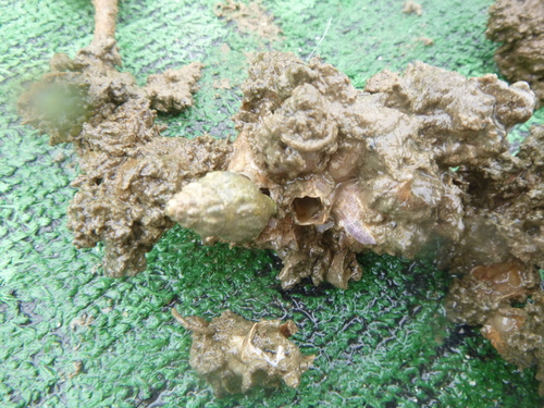 Fistulobalanus kondakovi