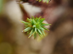 Polytrichadelphus magellanicus
