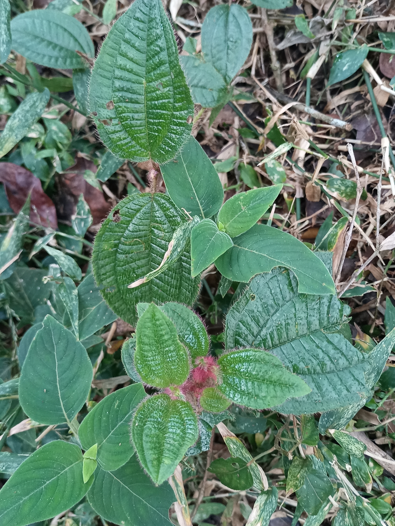 Miconia australis