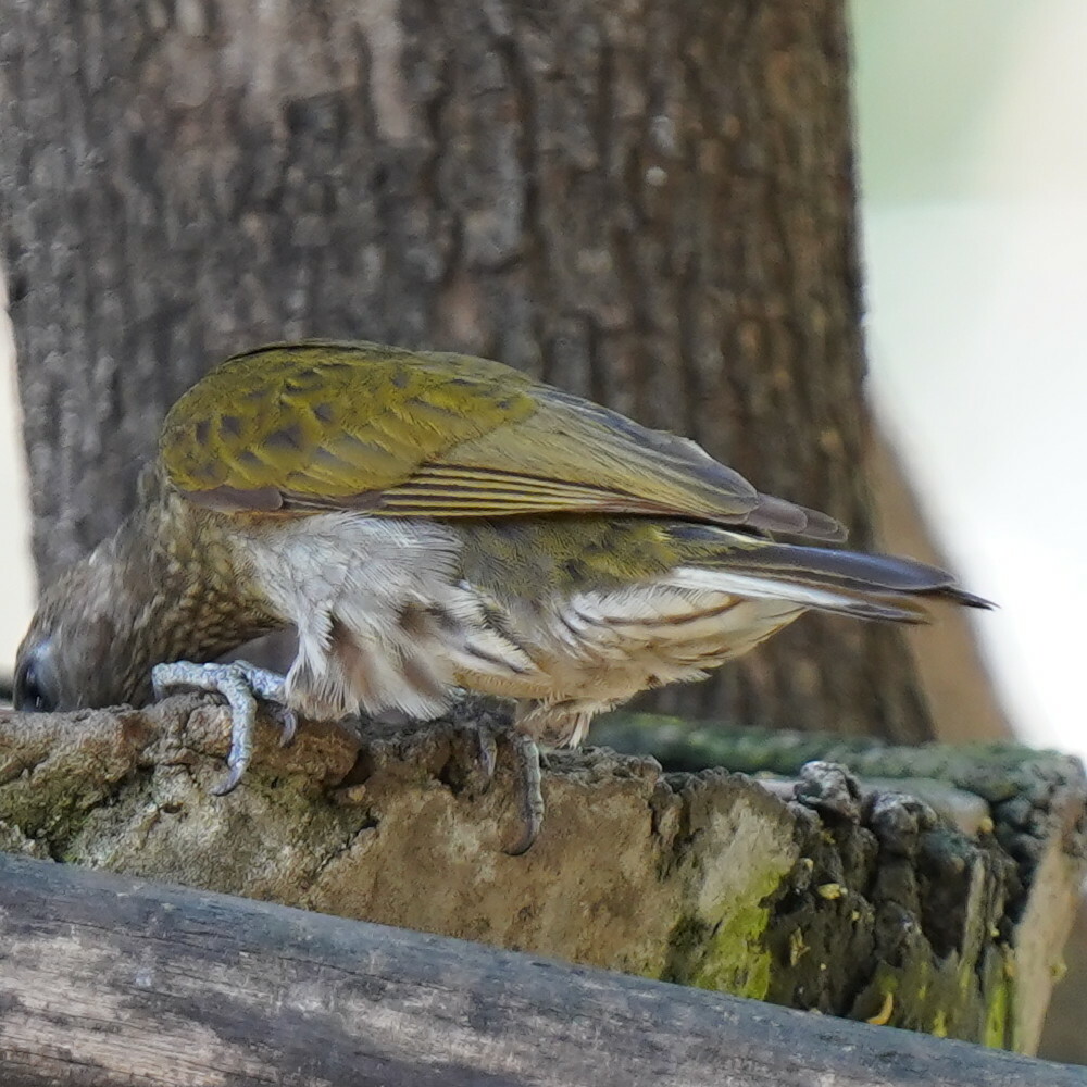 Spotted Honeyguide (Indicator maculatus), photo 4