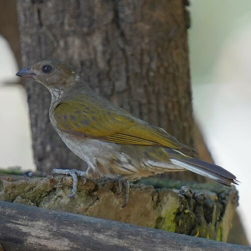 iNaturalist image
