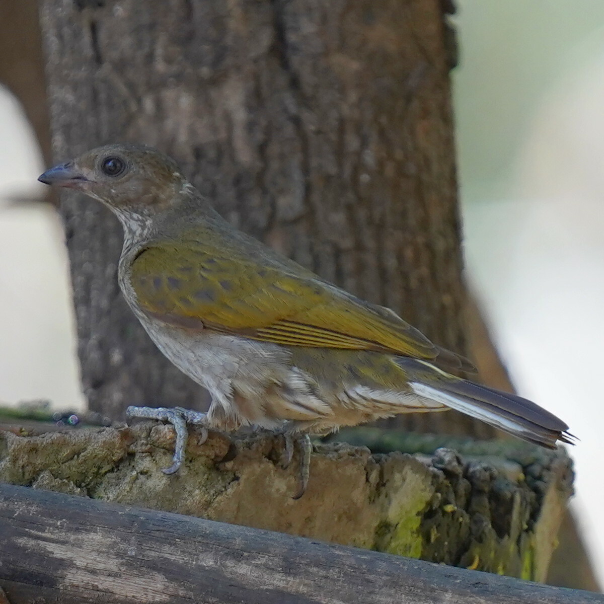Spotted Honeyguide (Indicator maculatus), photo 3
