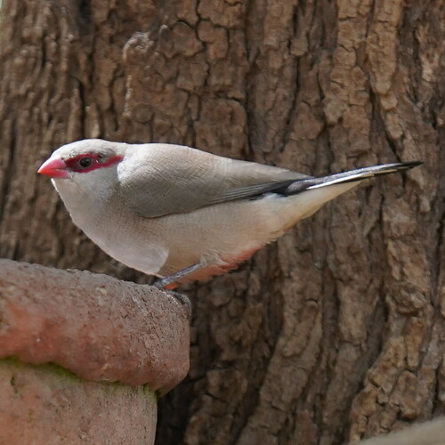 Estrilda culinegra (Estrilda troglodytes)