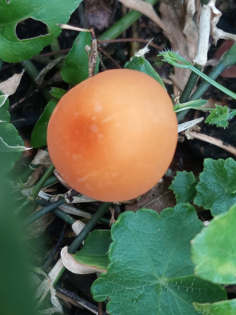 Marasmius cladophyllus · March 2023 · photo: © ronyristow (iNaturalist, cc-by)