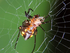 Micrathena funebris