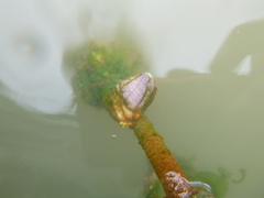 Fistulobalanus kondakovi