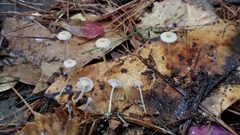 Mycena guzmanii
