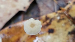 Mycena guzmanii