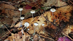 Mycena guzmanii