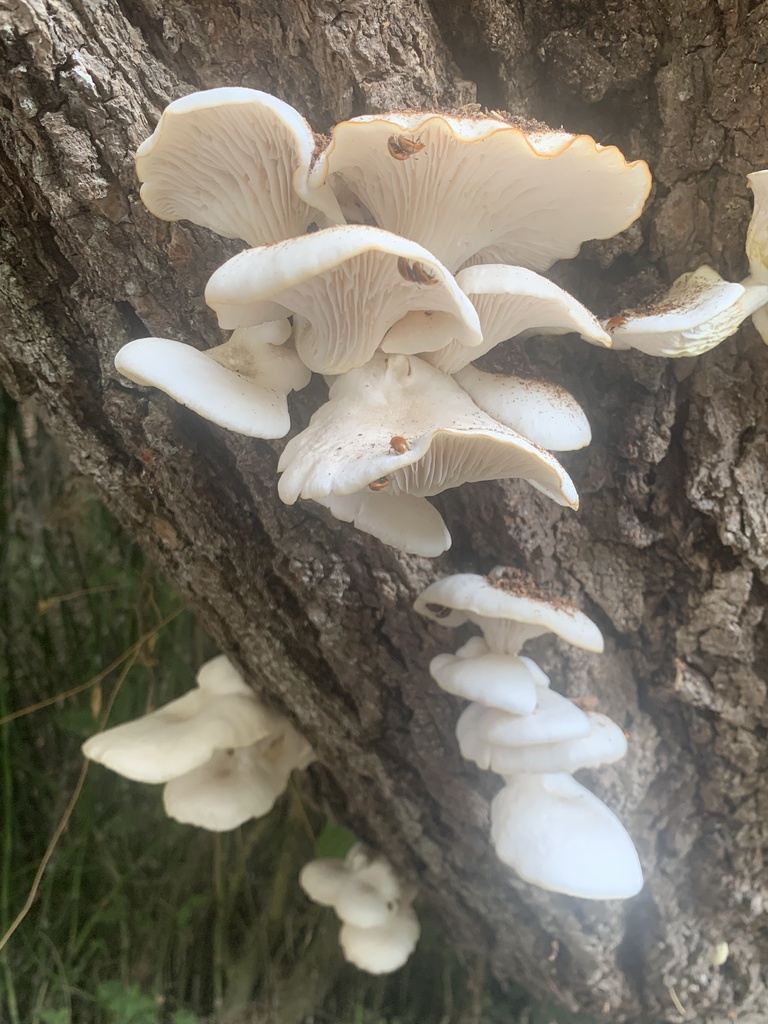 Pleurotus albidus · March 2023 · photo: © carancho (iNaturalist, cc-by)