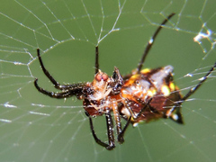 Micrathena funebris