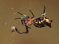 Micrathena funebris