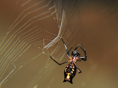 Micrathena funebris
