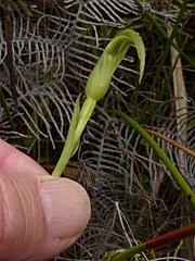 Pterostylis micromega