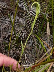 Pterostylis micromega
