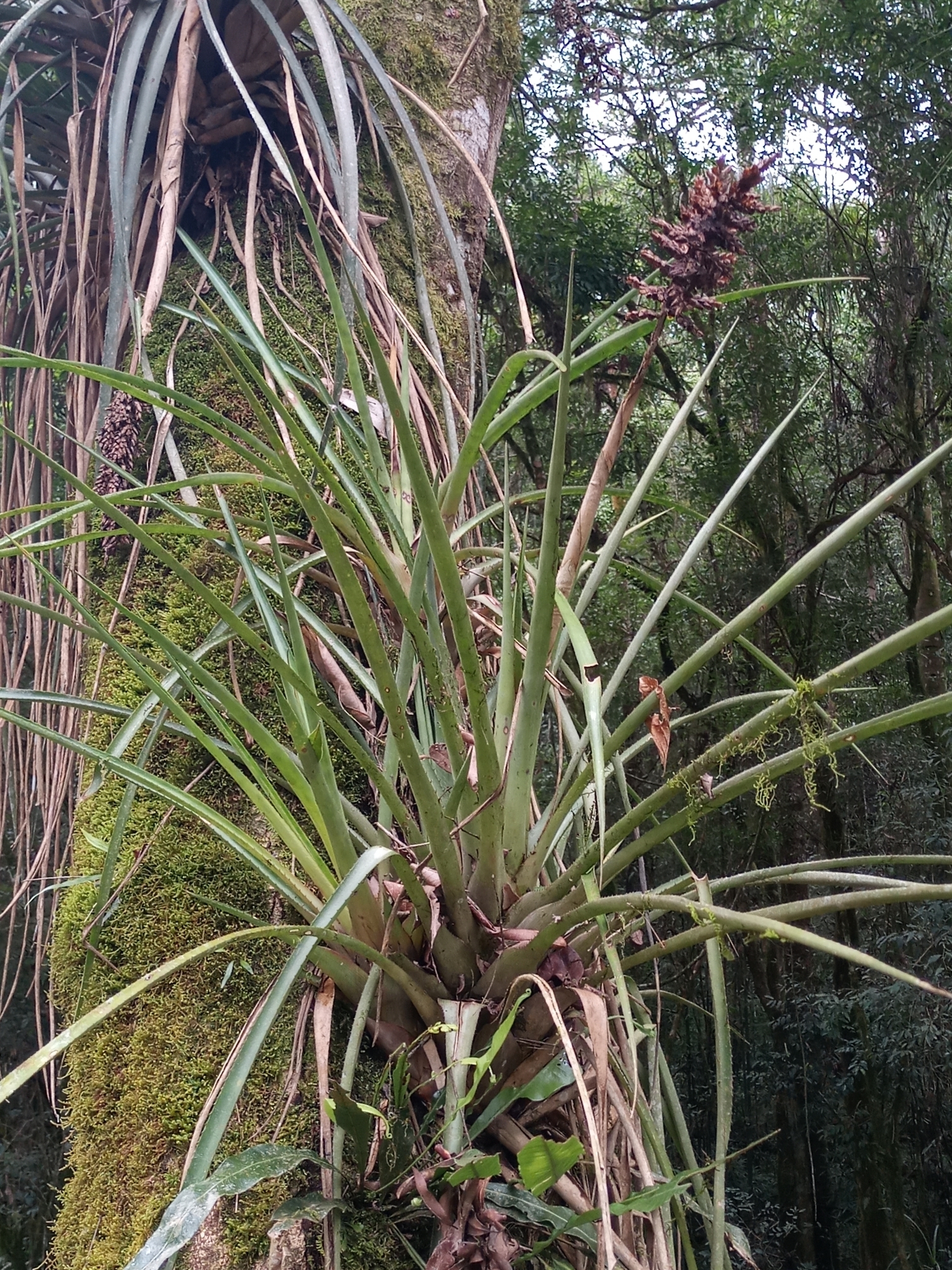 Aechmea distichantha