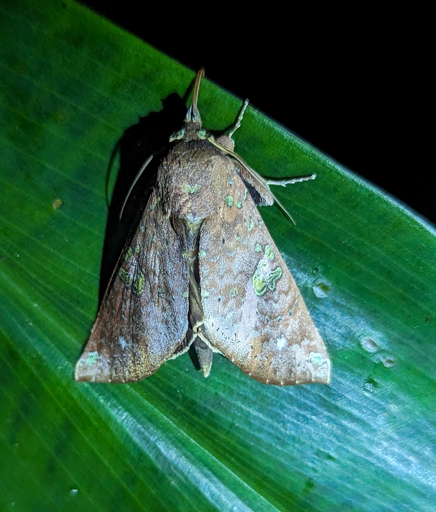 Hapigia repandens