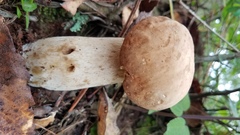 Boletus quercophilus