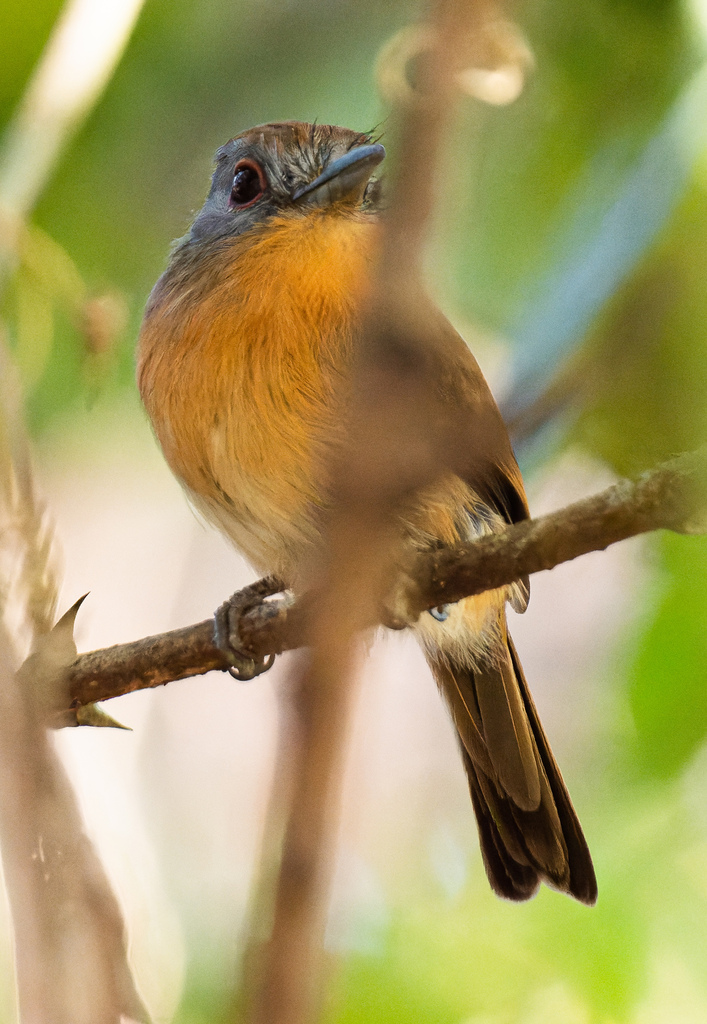 Gray-cheeked Nunlet from Metetí, Panamá on February 2, 2023 at 09:15 AM ...