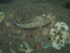Parapercis millepunctata
