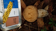 Boletus quercophilus