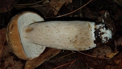 Boletus quercophilus
