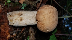 Boletus quercophilus