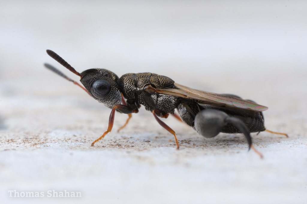 Dirhinus