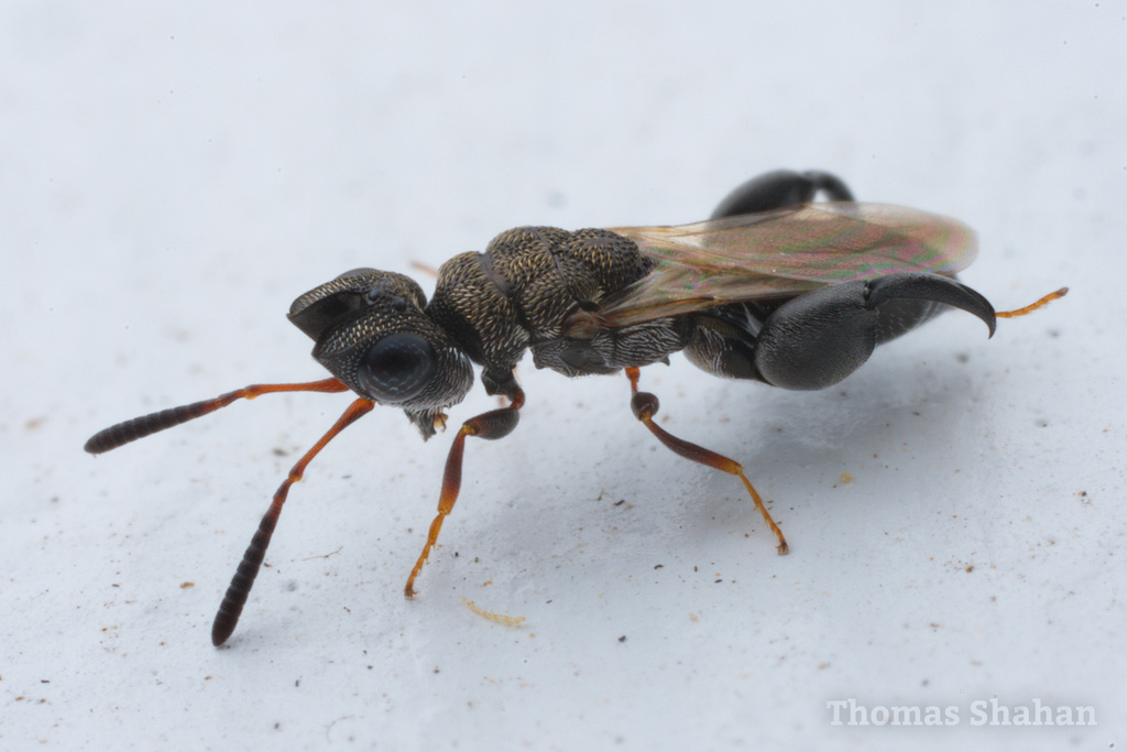 Dirhinus texana