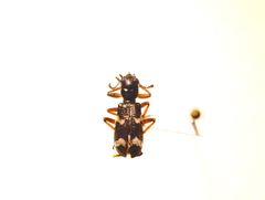 Thanasimus undatulus