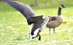 Branta bernicla
