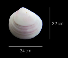 Tellinoidea