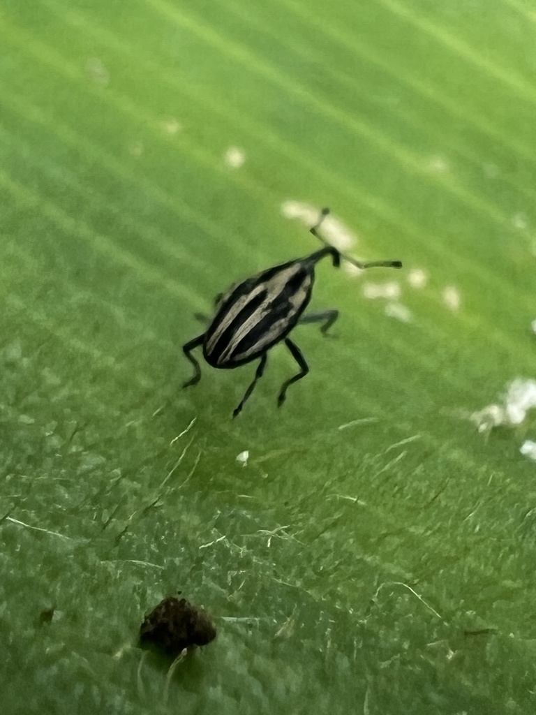 Linogeraeus lineellus